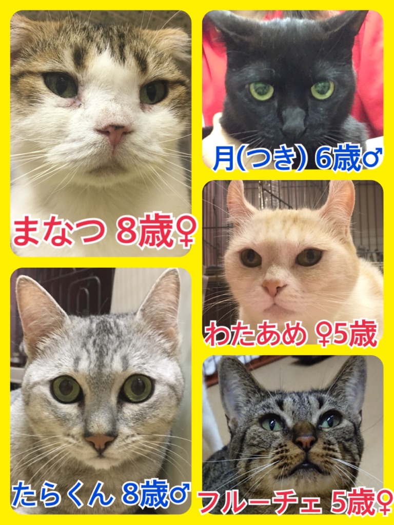 【今日の里親様募集中ニャンコ🐱メンバー🐾】2018,7,22